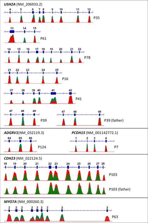 Next‐generation sequencing reveals the mutational landscape of .